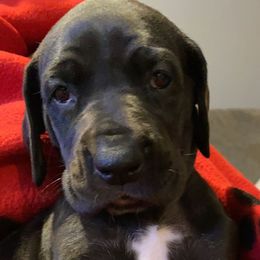Great Danes from Guyer Great Danes
