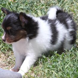 Papillon Puppies from Desert Mountain Papillons