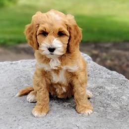 Truffles - Apricot female Australian Labradoodle puppy in Harrisonburg, Virginia from Crown Doodles