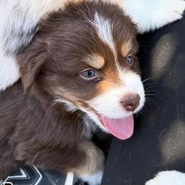 Breeze - Red tri-color female Miniature American Shepherd puppy in Phoenix, Arizona from Outlaw Minis
