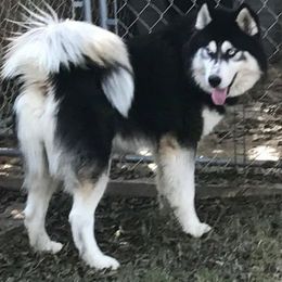 Siberian Huskies from Great Warriors