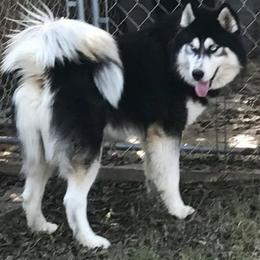 Siberian Huskies from Great Warriors
