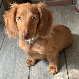 Dachshund Puppies from Salchi Dog miniature dachshunds