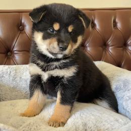 Shiba Inu puppies from Bay Area Shiba Inu