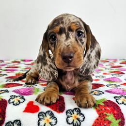Chocolate and tan dapple male - Chocolate and tan male Dachshund puppy in Belle Rive, Illinois from Akin's Miniature Dachshunds, LLC