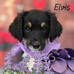 Elvis - Black male Double Doodle puppy in Prescott Valley, Arizona from Ramirez Family Doodles