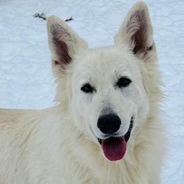 Taurus - Berger Blanc Suisse
