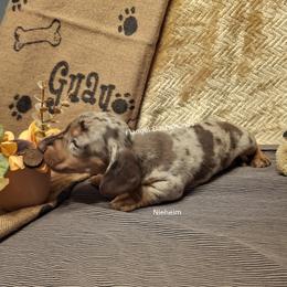 Neiheim - 3,400 - Dapple male Dachshund puppy in Valdosta, Georgia from Flangel Dachshunds