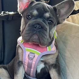 Stella - Blue female French Bulldog puppy in Oklahoma from Prairie Rose French bulldogs.