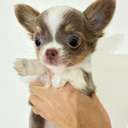 Addison - Blue fawn female Chihuahua puppy in El Sobrante, California from Dolce Coco Chihuahuas