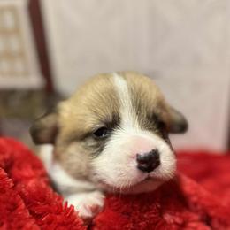 Kevin - Sable male Pembroke Welsh Corgi puppy in Nortonville, Kansas from Low Riders Corgis & Mini Aussies