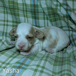 Yasha - Red and white female Cockapoo puppy in Sunset, Louisiana from Cano Cockapoos