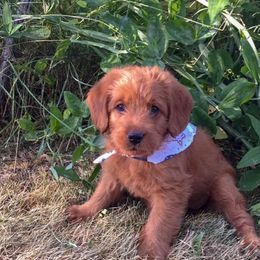 Labradoodle and Labrador Retriever Puppies from Ruby Red Labs and Doodles