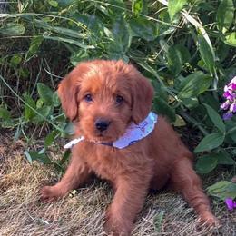 Labradoodle and Labrador Retriever Puppies from Ruby Red Labs and Doodles