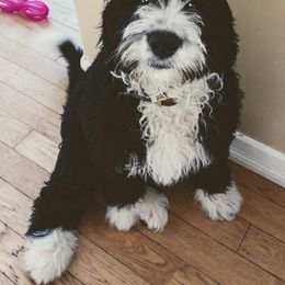 Bernedoodle and Double Doodle Puppies from Cloud Nine Doodles