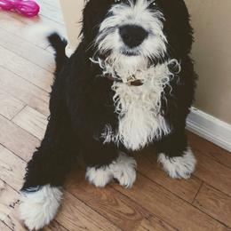 Bernedoodle and Double Doodle Puppies from Cloud Nine Doodles