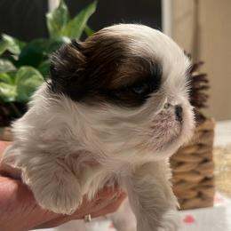 Star - Brindle and white female Shih Tzu puppy in Victorville, California from RUMBLE n TUMBLE