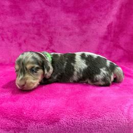 Briggs - Dapple male Dachshund puppy in Lincoln, Arkansas from Red Dirt Dachshunds