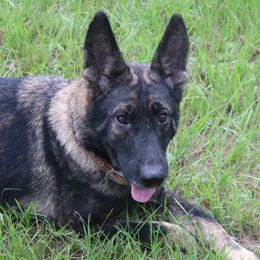 Triska 3  Fourths DDR East German Female - German Shepherd