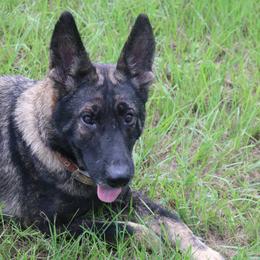 Triska 3  Fourths DDR East German Female - German Shepherd