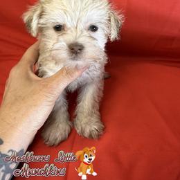 PEACHES - Brown female Schnoodle puppy in Pisgah, Alabama from Mashburns Little Munchkins