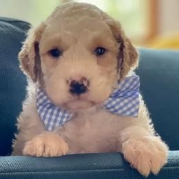 Cockapoos, Cocker Spaniels, and Goldendoodles from MyKy Puppies