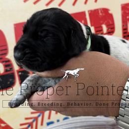 Green collar - Black roan male German Shorthaired Pointer puppy in Six Mile, South Carolina from The Proper Pointer Co.