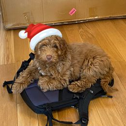 Australian Labradoodle Puppies from Chickadee Labradoodles