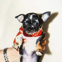 Tiny Artemis (Applehead) - Merle female Chihuahua puppy in Helena, Alabama from HaloHavenChihuahuas