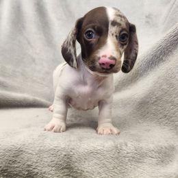 Liam - Dapple male Dachshund puppy in Trenton, Florida from Kings Dachshunds