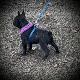 Girl 4 - Brindle female French Bulldog puppy in Florida from Lyons Pride Pups