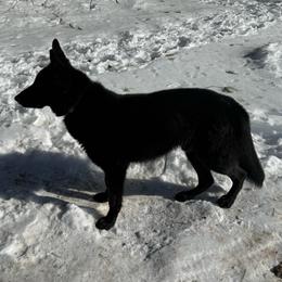 Ares - German Shepherd