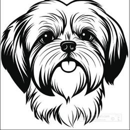 Flint - Brindle and white male Shih Tzu puppy in Montrose, Colorado from Nana's Happy Pups