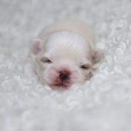 Bear long hair - Gold and white male Chihuahua puppy in Portland, Oregon from PNW Toy Breeds