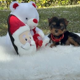 Stitch - Black and gold male Yorkshire Terrier puppy in Naples, Florida from 🤎 Dreaming Puppies 🐶