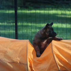 Belgian Tervuren Puppies from Wildrose Working Belgians