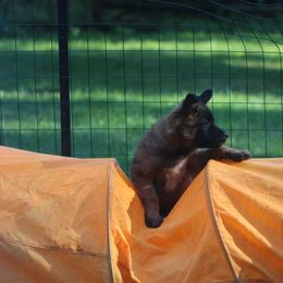 Belgian Tervuren Puppies from Wildrose Working Belgians