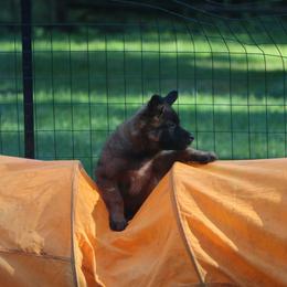 Belgian Tervuren Puppies from Wildrose Working Belgians