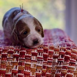 Pink Collar - Apricot female Australian Labradoodle puppy in Coeur D'alene, Idaho from Lake City Labradoodles