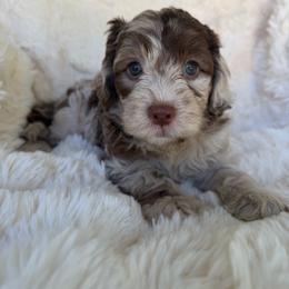 Princess Leia - female Australian Mountain Doodle puppy in Fullerton, California from Emerald Creek Doodles