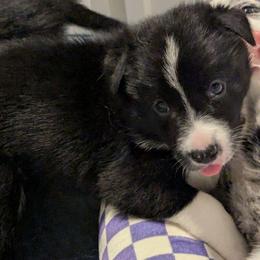 Mr. Gibbs - Black and white male Border Collie puppy in Linton, Indiana from Kraken Border Collies