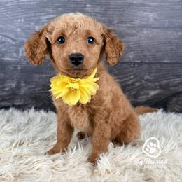 Hershey - Apricot female Goldendoodle puppy in Utah County, Utah from Big Hearted Breeders