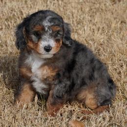 Boy 5 - Blue merle male Aussiedoodle puppy in Lawton, Oklahoma from Lindsey’s Aussies