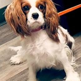 Stella - Cavalier King Charles Spaniel