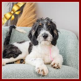 Brenda - Tri-color female Bernedoodle puppy in Connersville, Indiana from Deaz Doodle Ranch