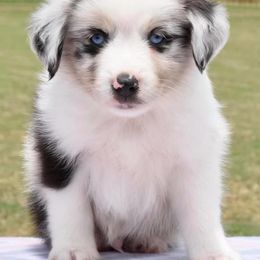 Toy Australian Shepherd Puppies from Blue Hue Aussies