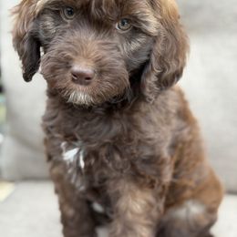 Margo - Chocolate female Goldendoodle puppy in Norman, Oklahoma from Wilson Family Doodles LLC