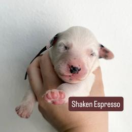 Shaken Espresso - LUA long coat - White and black male Dalmatian puppy in Davenport, Florida from Sunny Jewels Dalmatians