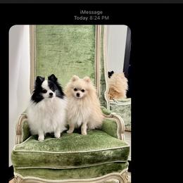 Pomeranian Puppies from Highlander Pomeranians