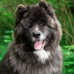 Akita from Ursa Major Akitas